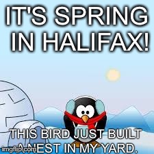 IT'S SPRING IN HALIFAX! THIS BIRD JUST BUILT A NEST IN MY YARD. | image tagged in spring in halifax | made w/ Imgflip meme maker