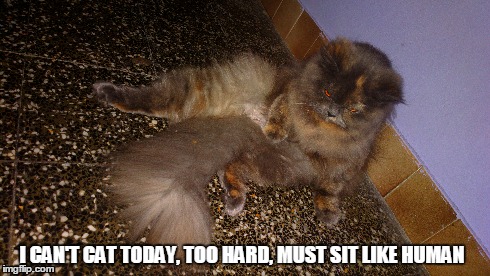 cookie d macka sits | I CAN'T CAT TODAY, TOO HARD, MUST SIT LIKE HUMAN | image tagged in cats | made w/ Imgflip meme maker