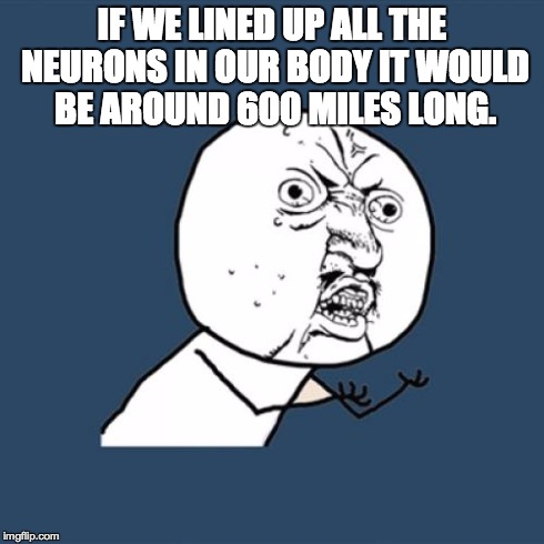 Y U No Meme | IF WE LINED UP ALL THE NEURONS IN OUR BODY IT WOULD BE AROUND 600 MILES LONG. | image tagged in memes,y u no | made w/ Imgflip meme maker