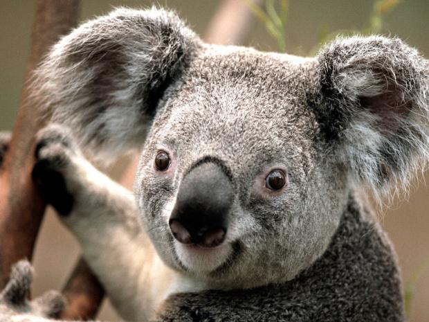 koala  Blank Meme Template