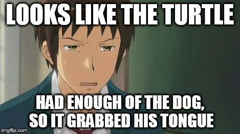 Kyon WTF | LOOKS LIKE THE TURTLE HAD ENOUGH OF THE DOG, SO IT GRABBED HIS TONGUE | image tagged in kyon wtf | made w/ Imgflip meme maker