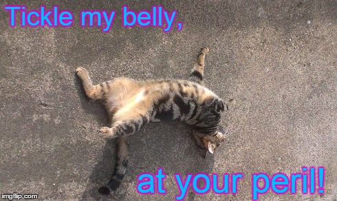 Kookie Cat UK | Tickle my belly, at your peril! | image tagged in kookie cat uk,cute,cat | made w/ Imgflip meme maker