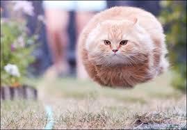 High Quality flying cat ball Blank Meme Template