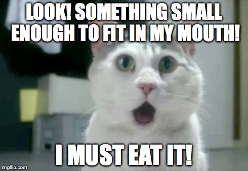OMG Cat | LOOK! SOMETHING SMALL ENOUGH TO FIT IN MY MOUTH! I MUST EAT IT! | image tagged in omg cat | made w/ Imgflip meme maker