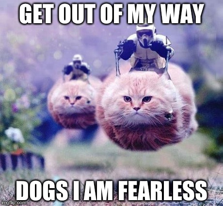 Storm Trooper Cats | GET OUT OF MY WAY DOGS I AM FEARLESS | image tagged in storm trooper cats | made w/ Imgflip meme maker