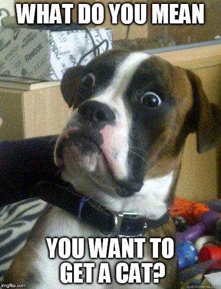 WHAT DO YOU MEAN YOU WANT TO GET A CAT? | image tagged in suprised boxer | made w/ Imgflip meme maker