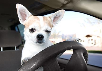 High Quality Chihuahua_driver Blank Meme Template