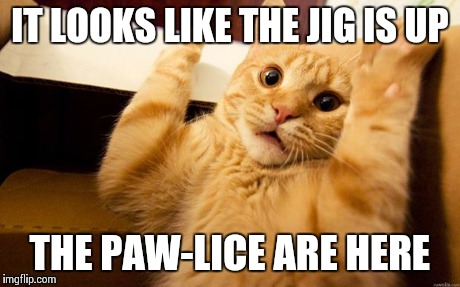 HOLD UP | IT LOOKS LIKE THE JIG IS UP THE PAW-LICE ARE HERE | image tagged in hold up,police,cats,puns | made w/ Imgflip meme maker