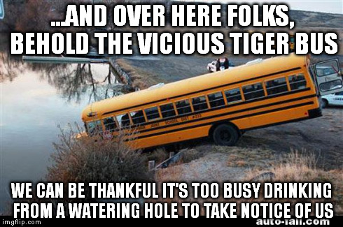 ...AND OVER HERE FOLKS, BEHOLD THE VICIOUS TIGER BUS WE CAN BE THANKFUL IT'S TOO BUSY DRINKING FROM A WATERING HOLE TO TAKE NOTICE OF US | image tagged in another wild bus,memes | made w/ Imgflip meme maker