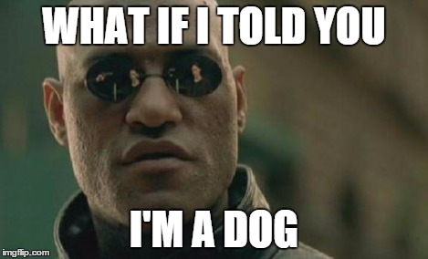 Matrix Morpheus Meme | WHAT IF I TOLD YOU I'M A DOG | image tagged in memes,matrix morpheus | made w/ Imgflip meme maker