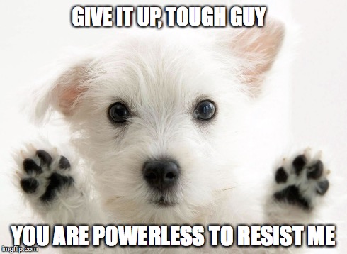 Give it Up | GIVE IT UP, TOUGH GUY YOU ARE POWERLESS TO RESIST ME | image tagged in cute puppies,adorable,love | made w/ Imgflip meme maker