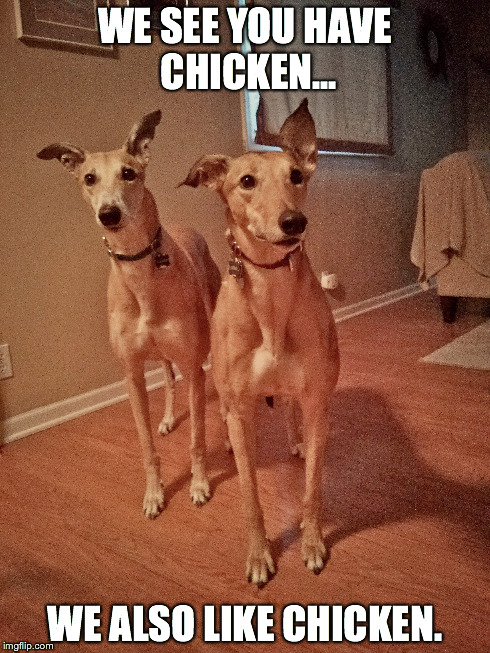 Wishful thinking | WE SEE YOU HAVE CHICKEN... WE ALSO LIKE CHICKEN. | image tagged in dogs,funny animals,chicken | made w/ Imgflip meme maker