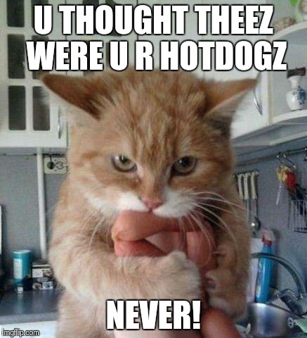 Hot dog stealing cat | U THOUGHT THEEZ WERE U R HOTDOGZ NEVER! | image tagged in cats,hotdogs | made w/ Imgflip meme maker