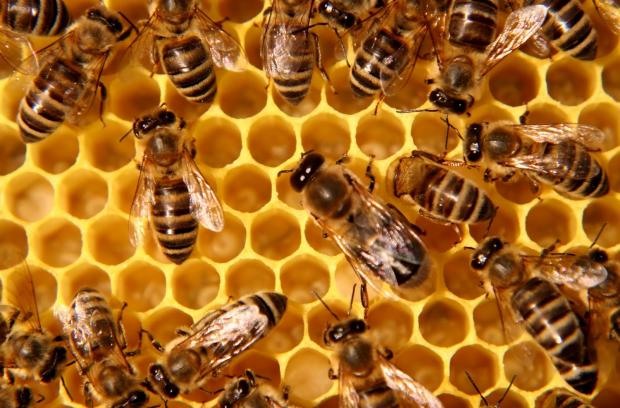 cars kill honeybees  Blank Meme Template