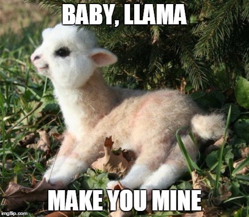 baby llama make you mine | BABY, LLAMA MAKE YOU MINE | image tagged in llamas,llama | made w/ Imgflip meme maker