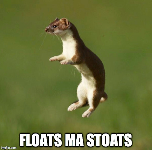 Stoat | FLOATS MA STOATS | image tagged in funny,furry | made w/ Imgflip meme maker