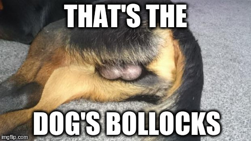 The Dogs Bollocks | THAT'S THE DOG'S BOLLOCKS | image tagged in the dogs bollocks,nsfw | made w/ Imgflip meme maker
