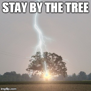 STAY BY THE TREE | made w/ Imgflip meme maker