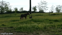 made at imgflip.com A Soft Spot for Stars- Donkey Love