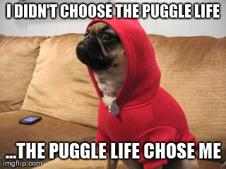 image tagged in dogs,pugs | made w/ Imgflip meme maker
