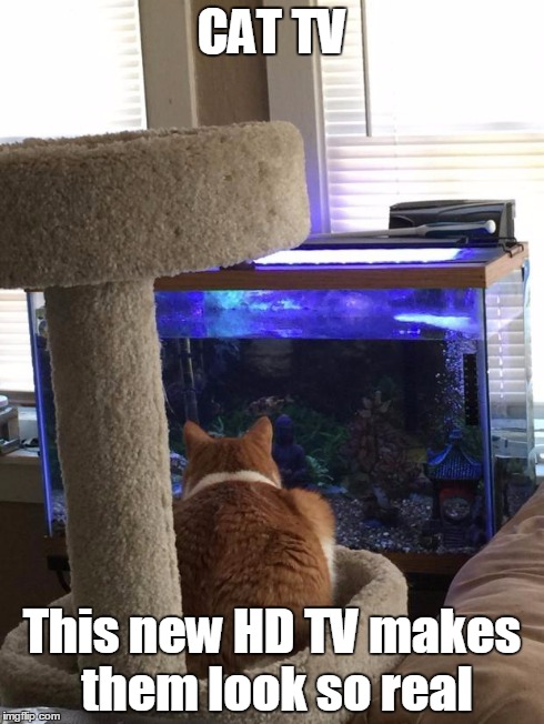 CAT TV This new HD TV makes them look so real | image tagged in cat tv | made w/ Imgflip meme maker