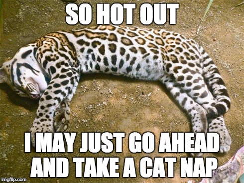 SO HOT OUT I MAY JUST GO AHEAD AND TAKE A CAT NAP | image tagged in feeling lazy,cats | made w/ Imgflip meme maker