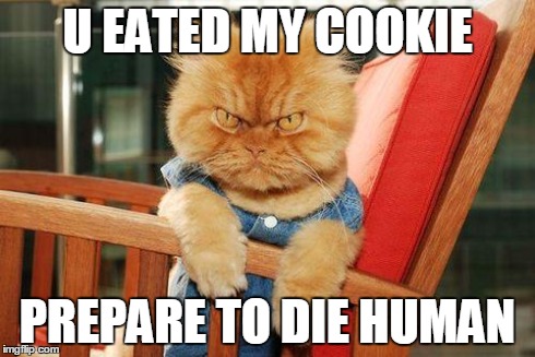 mad cat | U EATED MY COOKIE PREPARE TO DIE HUMAN | image tagged in mad cat | made w/ Imgflip meme maker