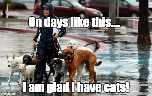 Rainy Day with Dog | On days like this.... I am glad I have cats! | image tagged in dogs,cold weather,rain,cats | made w/ Imgflip meme maker