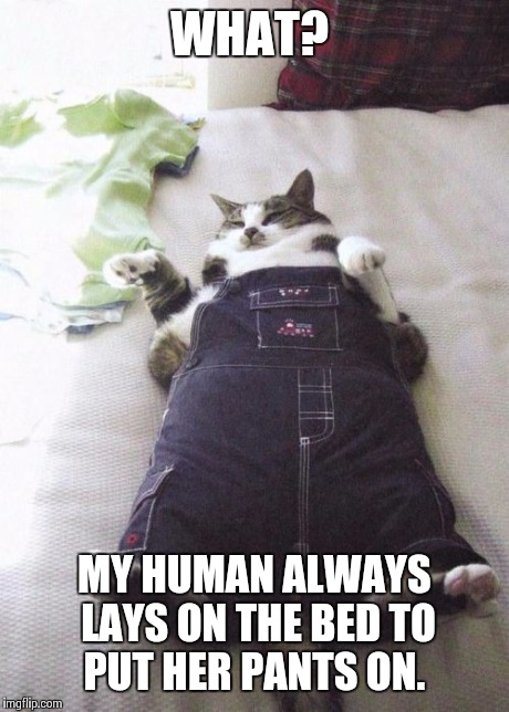 Trying to squeeze into them jeans after gaining some weight over the winter.  | WHAT? MY HUMAN ALWAYS LAYS ON THE BED TO PUT HER PANTS ON. | image tagged in memes,fat cat | made w/ Imgflip meme maker