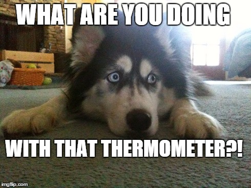 Scared Dog | WHAT ARE YOU DOING WITH THAT THERMOMETER?! | image tagged in dogs,husky | made w/ Imgflip meme maker
