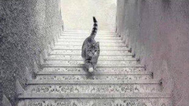 High Quality Escher Cat Blank Meme Template