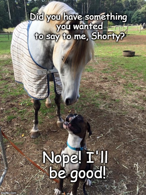 I'll be good! | Did you have something you wanted to say to me, Shorty? Nope! I'll be good! | image tagged in dogs,funny,memes,boxer | made w/ Imgflip meme maker