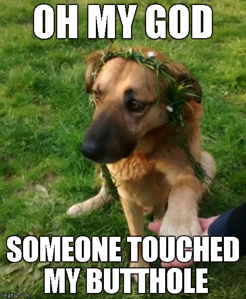 OH MY GOD SOMEONE TOUCHED MY BUTTHOLE | image tagged in omg dog | made w/ Imgflip meme maker
