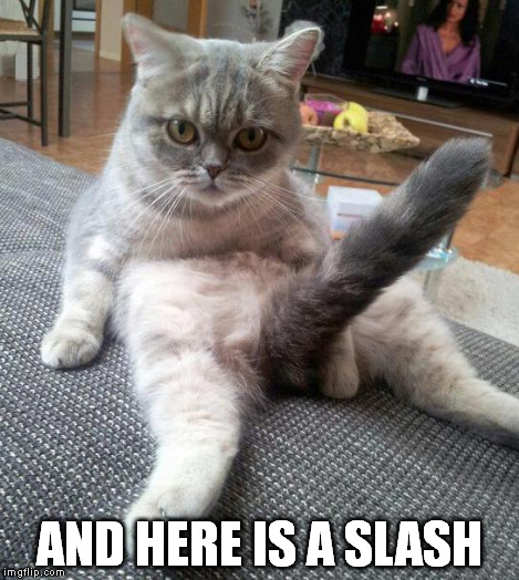 Sexy cat | AND HERE IS A SLASH | image tagged in sexy cat | made w/ Imgflip meme maker