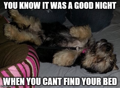 YOU KNOW IT WAS A GOOD NIGHT WHEN YOU CANT FIND YOUR BED | image tagged in alcohol,dogs | made w/ Imgflip meme maker