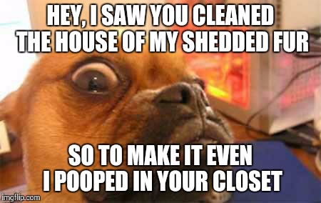 WUT | HEY, I SAW YOU CLEANED THE HOUSE OF MY SHEDDED FUR SO TO MAKE IT EVEN I POOPED IN YOUR CLOSET | image tagged in wut | made w/ Imgflip meme maker