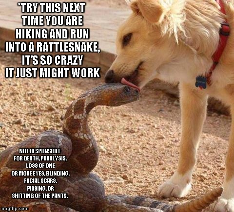 Nature is your friend lick it | *TRY THIS NEXT TIME YOU ARE HIKING AND RUN INTO A RATTLESNAKE, IT'S SO CRAZY IT JUST MIGHT WORK NOT RESPONSIBLE FOR DEATH, PARALYSIS, LOSS O | image tagged in snake,licking,nature | made w/ Imgflip meme maker