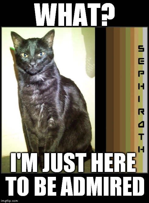 seph | WHAT? I'M JUST HERE TO BE ADMIRED | image tagged in seph | made w/ Imgflip meme maker