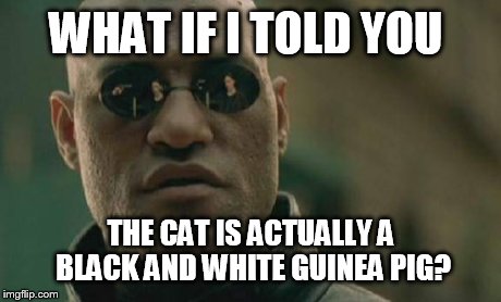 Matrix Morpheus | WHAT IF I TOLD YOU THE CAT IS ACTUALLY A BLACK AND WHITE GUINEA PIG? | image tagged in memes,matrix morpheus | made w/ Imgflip meme maker