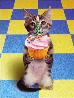 Happy Birthday Cat Blank Meme Template