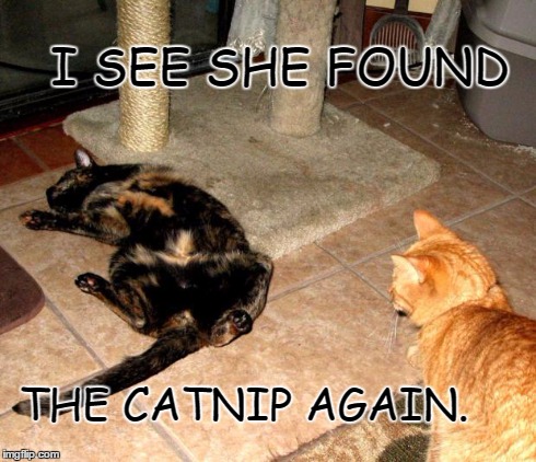I SEE SHE FOUND THE CATNIP AGAIN. | image tagged in catnip stash | made w/ Imgflip meme maker