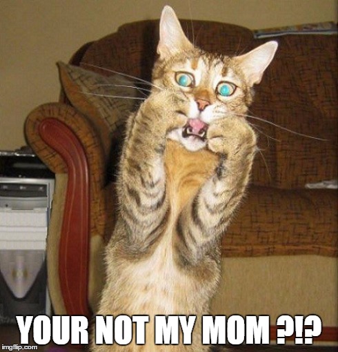 YOUR NOT MY MOM ?!? | image tagged in mom,cats | made w/ Imgflip meme maker