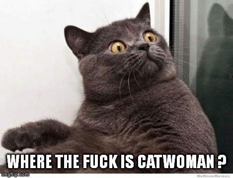 Cat WTF | WHERE THE F**K IS CATWOMAN ? | image tagged in cat wtf | made w/ Imgflip meme maker