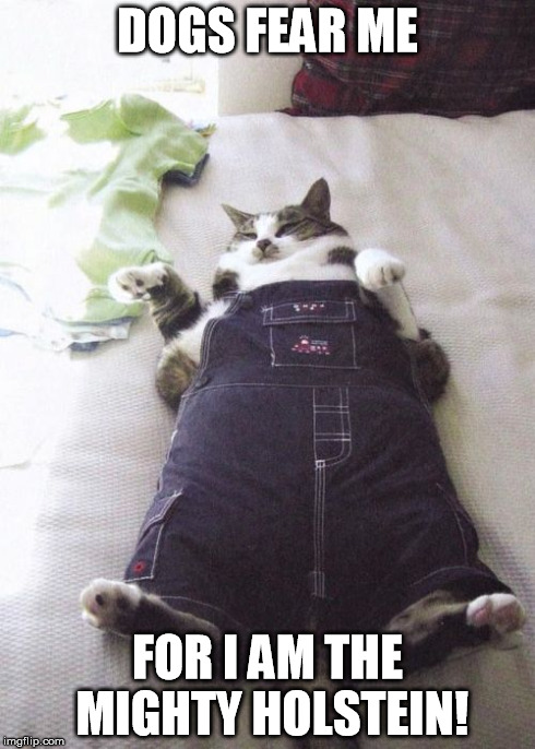 Fat Cat | DOGS FEAR ME FOR I AM THE MIGHTY HOLSTEIN! | image tagged in memes,fat cat | made w/ Imgflip meme maker