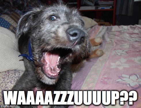 Wazzup Dog | WAAAAZZZUUUUP?? | image tagged in wazzup,dog | made w/ Imgflip meme maker