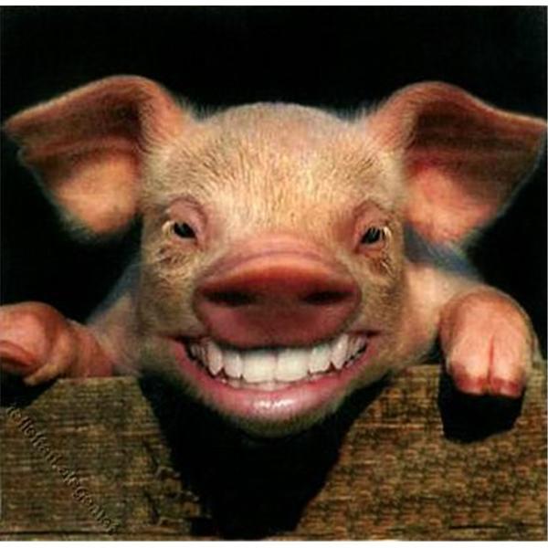 High Quality smiling piglet Blank Meme Template