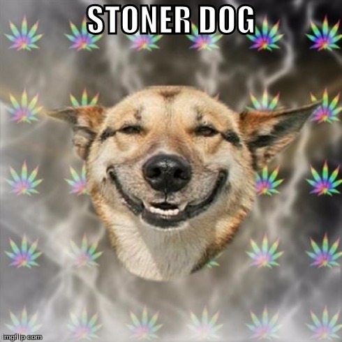 Stoner Dog | STONER DOG | image tagged in memes,stoner dog | made w/ Imgflip meme maker
