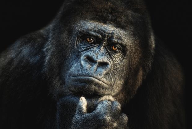 gorilla thinking of you Blank Meme Template