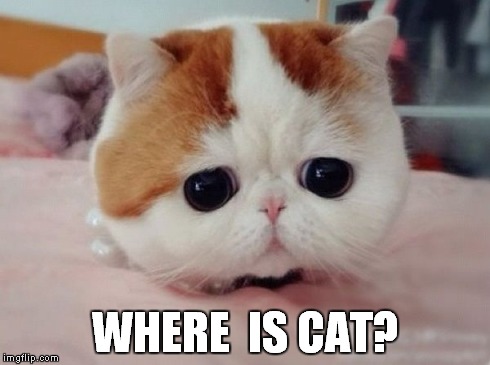 WHERE  IS CAT? | image tagged in erza | made w/ Imgflip meme maker