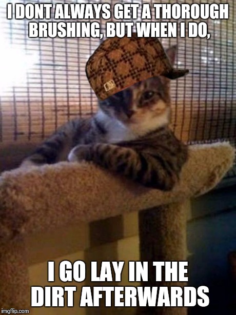 The Most Interesting Cat In The World Meme | I DONT ALWAYS GET A THOROUGH BRUSHING, BUT WHEN I DO, I GO LAY IN THE DIRT AFTERWARDS | image tagged in memes,the most interesting cat in the world,scumbag | made w/ Imgflip meme maker